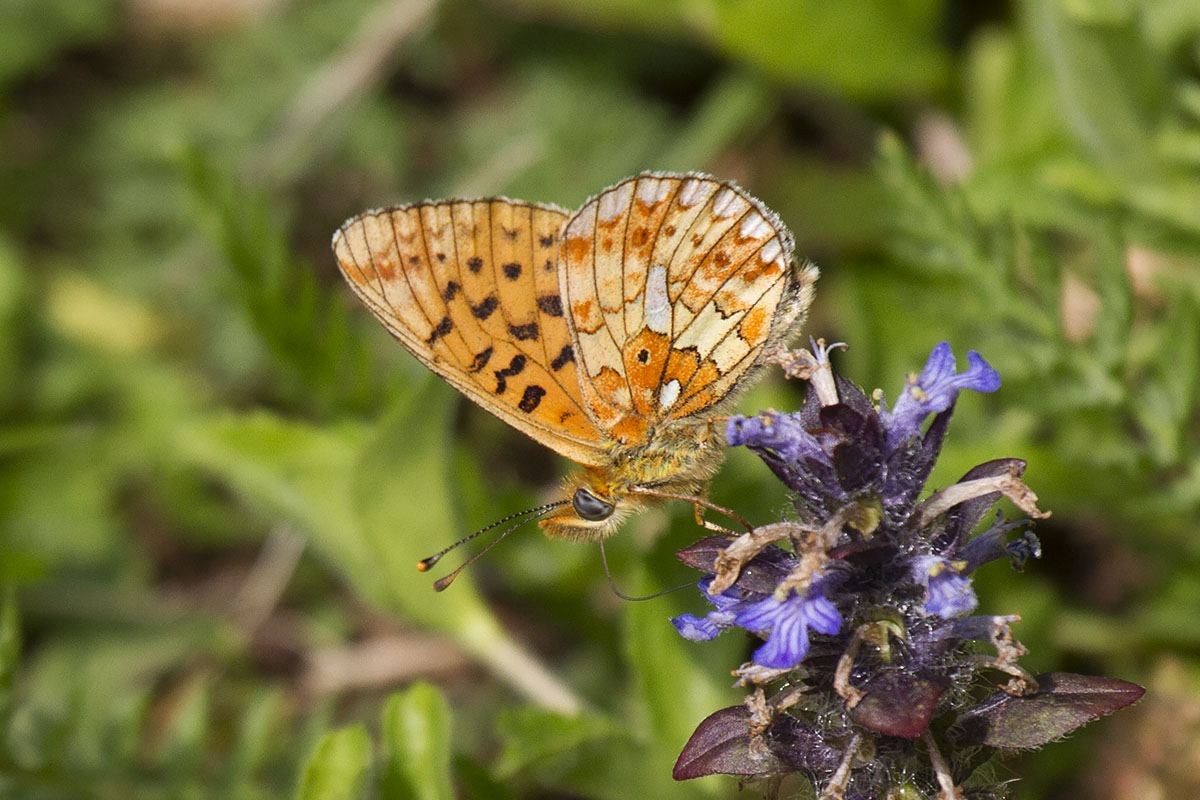 Altro quesito su Nymphalidae